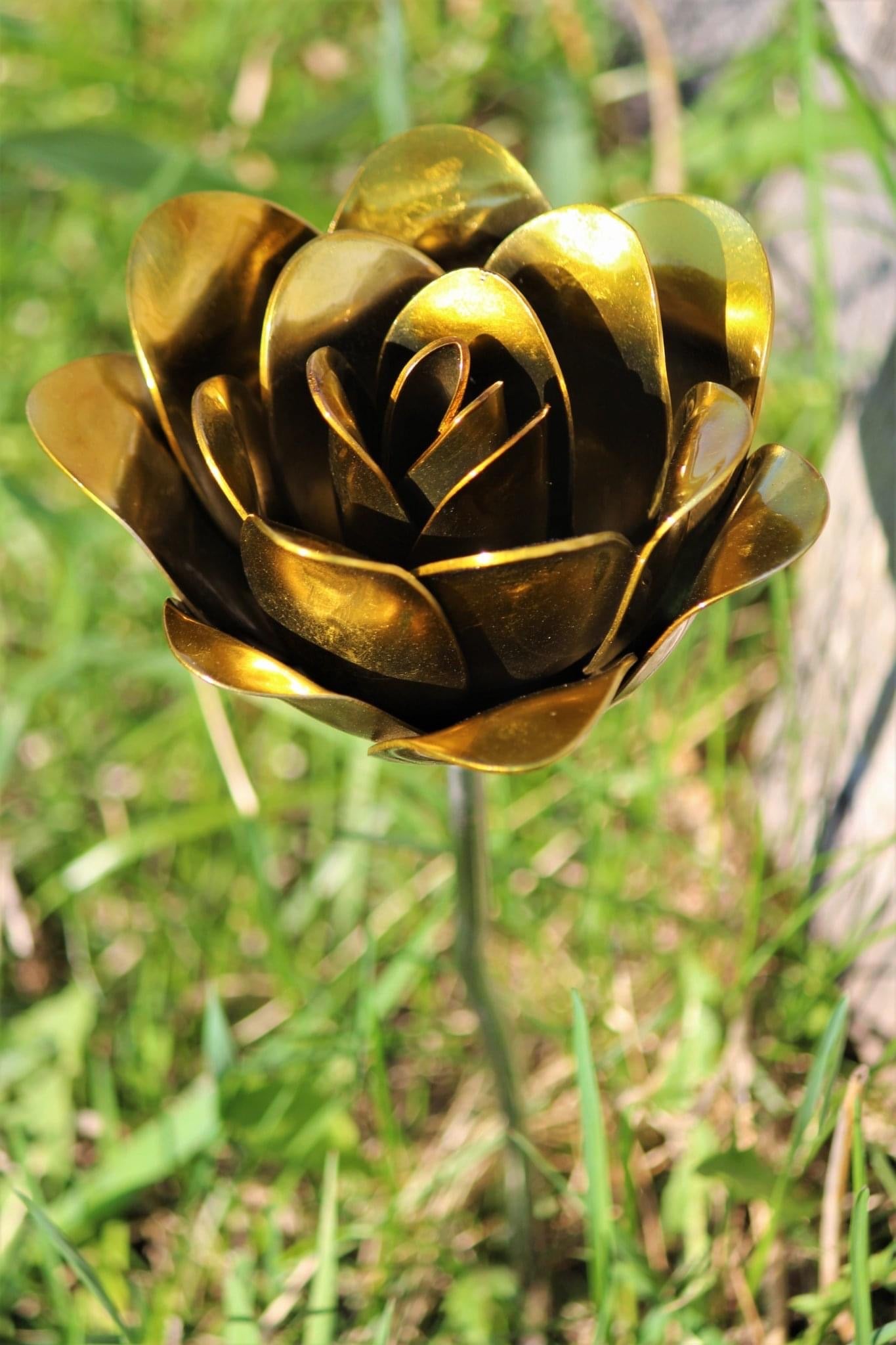 Flower, Rose, Rose of the Month