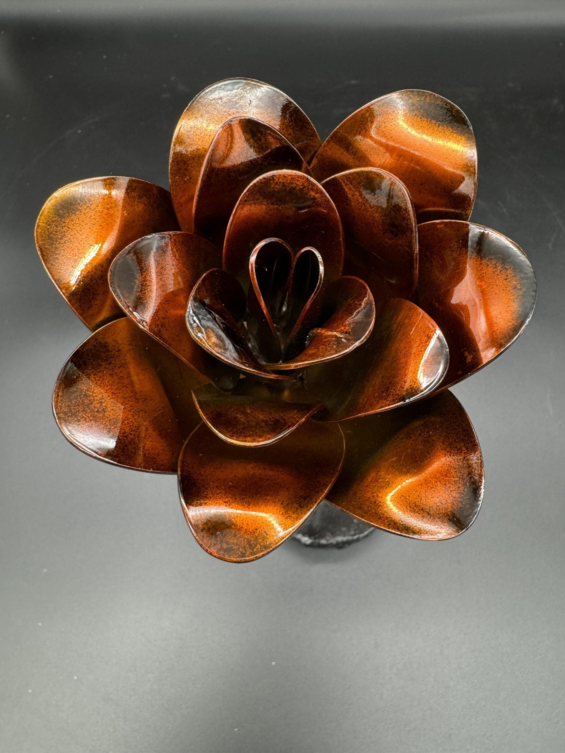Flower, Rose, Flagstaff