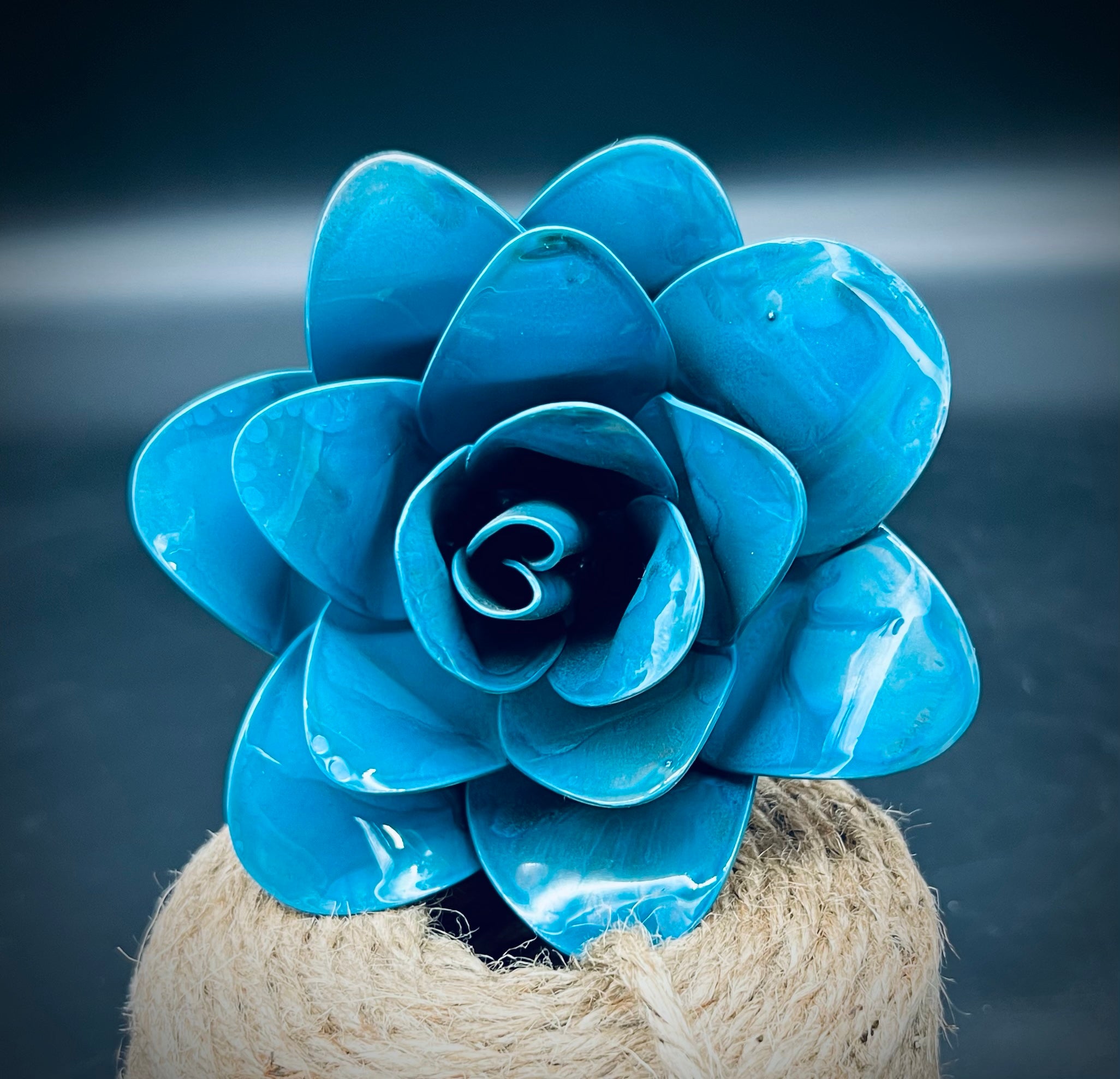 Flower, Rose, Frosted Kiss